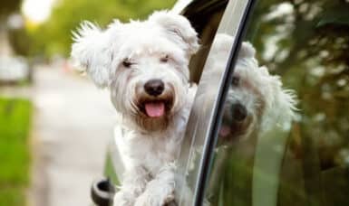 Can I Take My Dog In A Hire Car?