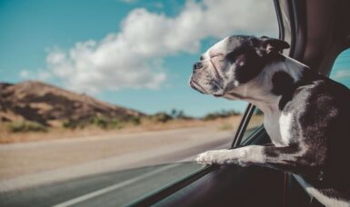 Pet Friendly Car Rental: The Best When Travelling