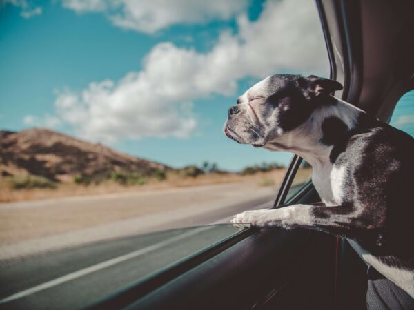 dog-with-head-out-moving-car