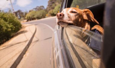 Dog Friendly Car Hire