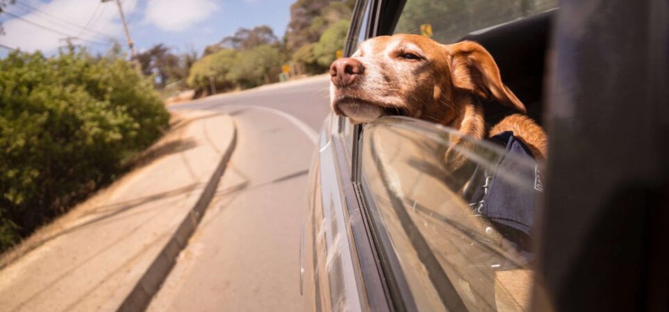 dog friendly car hire