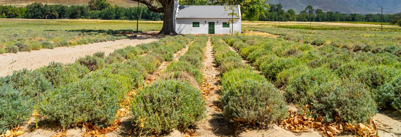 south african vineyards